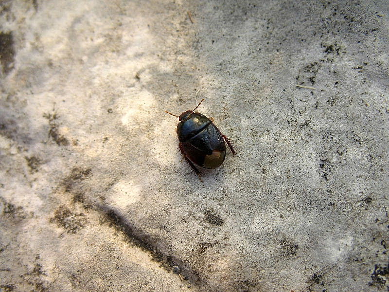 Microporus nigrita